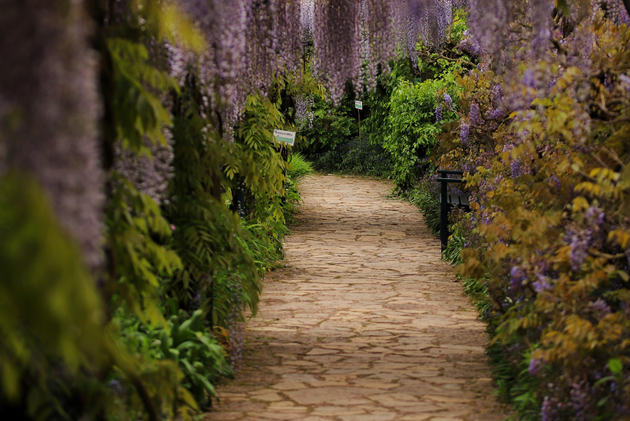 Beautiful garden path with flowers